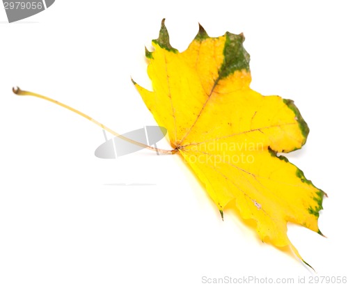 Image of Yellowed autumn maple leaf