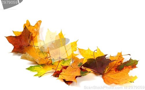 Image of Dry multicolor maple leafs isolated on white background