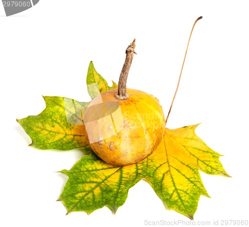 Image of Small decorative pumpkin on autumn yellowed maple-leaf