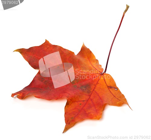 Image of Red autumn maple leaf