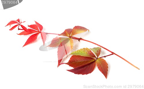 Image of Branch of autumn grapes leaves (Parthenocissus quinquefolia foli