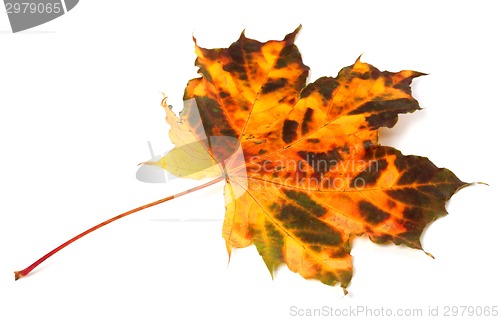 Image of Multicolor autumnal maple leaf