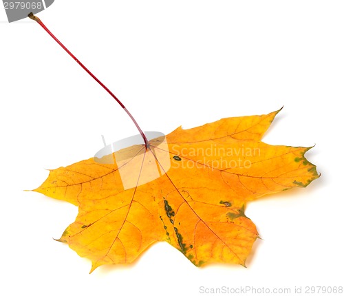 Image of Yellow autumn maple-leaf on white background