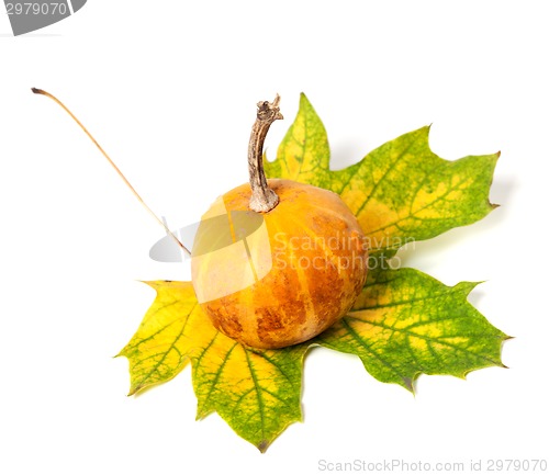 Image of Small decorative pumpkin on autumn multicolor maple-leaf