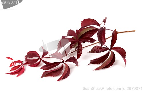 Image of Branch of red autumn grapes leaves (Parthenocissus quinquefolia 