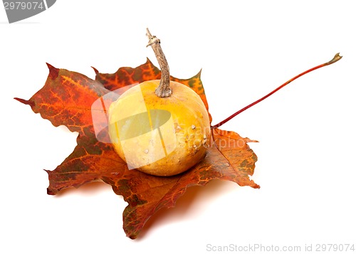 Image of Decorative pumpkin on red autumn maple-leaf