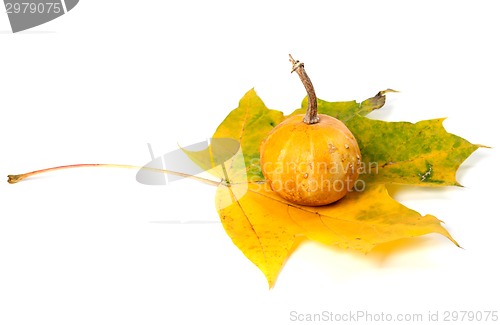 Image of Small decorative pumpkin on yellowed maple-leaf