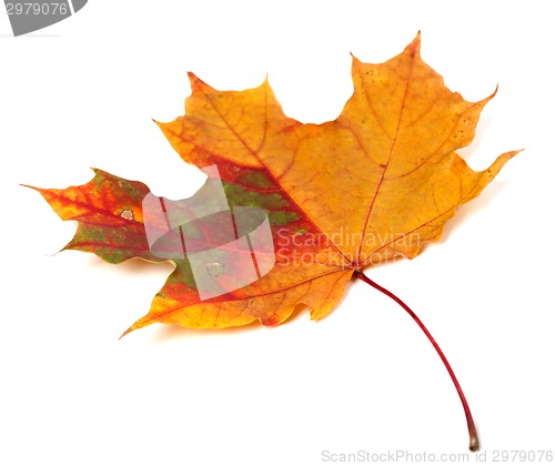 Image of Multicolor autumn maple leaf