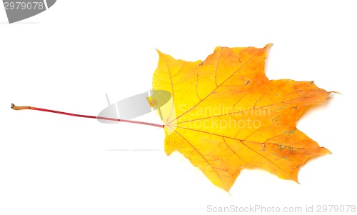 Image of Orange autumn maple-leaf