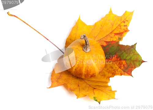 Image of Decorative pumpkin on autumn maple-leaf. Top view.