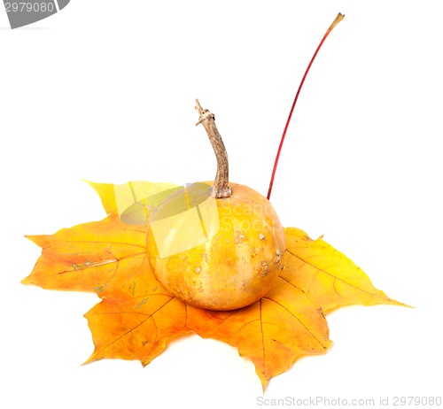 Image of Small decorative pumpkin on orange autumn maple leaf
