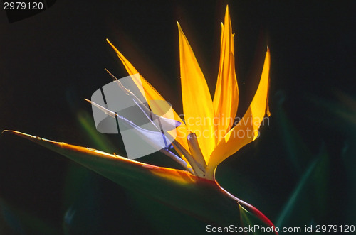 Image of Bird of Paradise