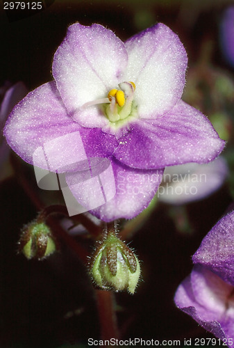 Image of African Violet