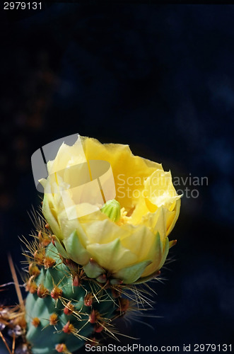 Image of Cactus Flower