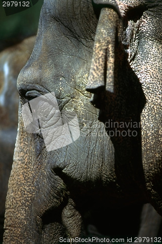 Image of Elephant