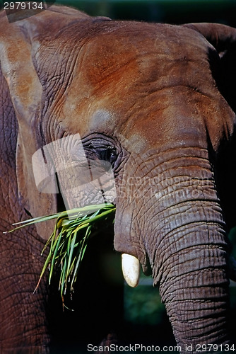 Image of Elephant