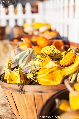 Image of pumpkin patch