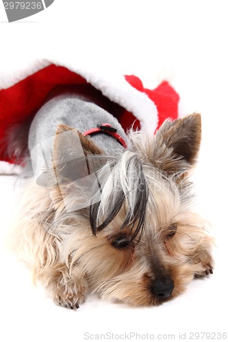 Image of christmas dog