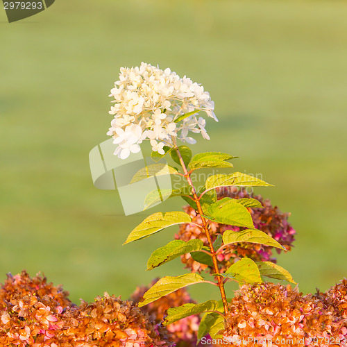 Image of White flower in a garden