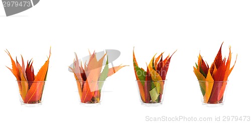 Image of Colorful background of autumn leaves