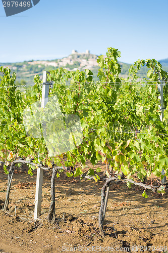 Image of Grapevines near Montemassi