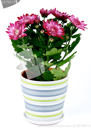 Image of Potted Chrysanthemum