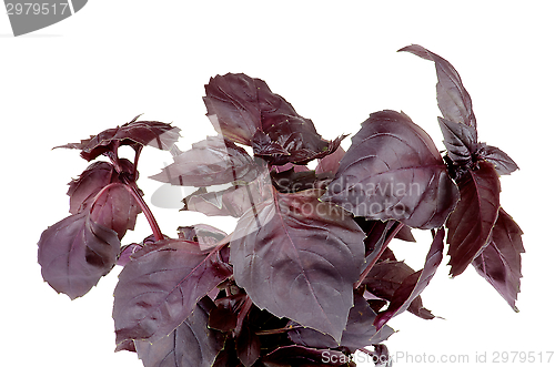 Image of Purple Basil