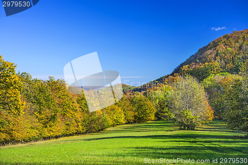 Image of forest with autumnal painted leaves in warm, sunny color