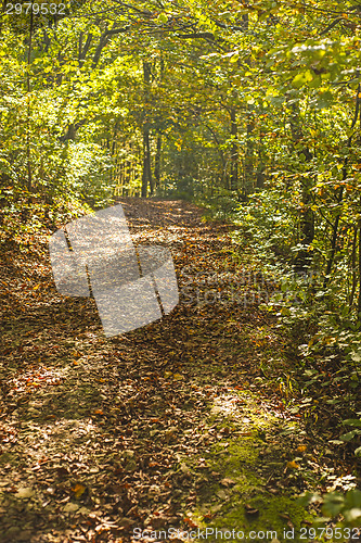 Image of forest with autumnal painted leaves in warm, sunny color