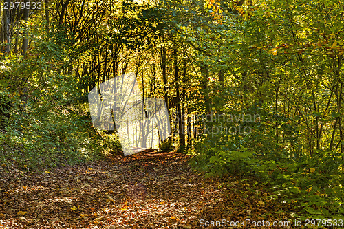Image of forest with autumnal painted leaves in warm, sunny color