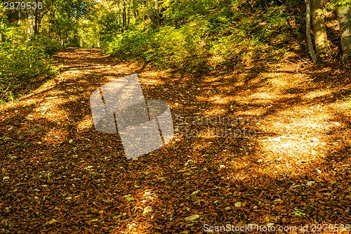 Image of forest with autumnal painted leaves in warm, sunny color