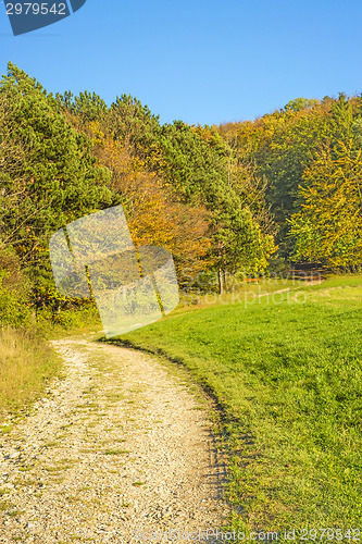 Image of forest with autumnal painted leaves in warm, sunny color