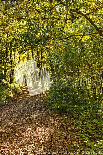 Image of forest with autumnal painted leaves in warm, sunny color