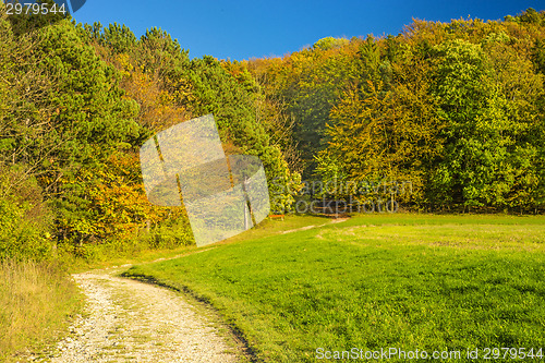 Image of forest with autumnal painted leaves in warm, sunny color