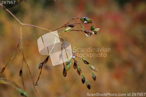 Image of Bare tree after the rain in autumn