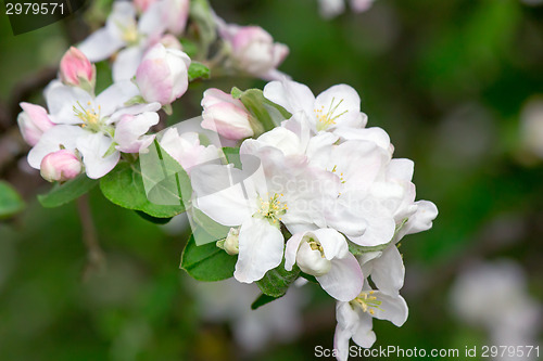 Image of Branch of flowering apple-tree on a background a green garden.