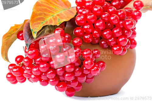 Image of Berries of viburnum and yellow leaves in a ceramic vase on a whi