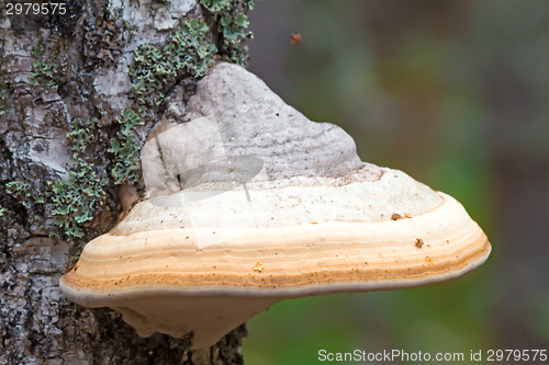 Image of Tinder fungus grows on birch.