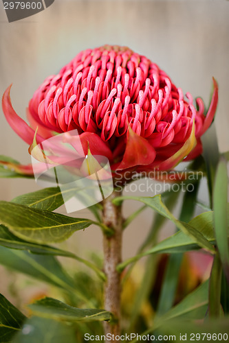 Image of Waratah Flower