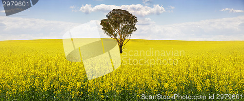 Image of Australian gum tree in field of canola