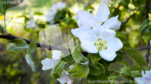 Image of Apple blossoms