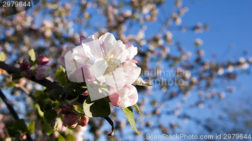 Image of Apple blossoms