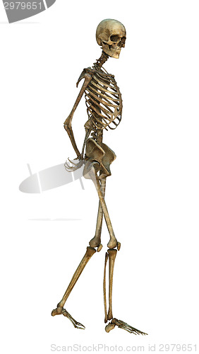 Image of Human Skeleton