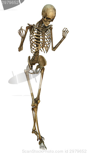 Image of Human Skeleton