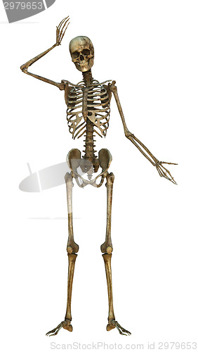 Image of Human Skeleton