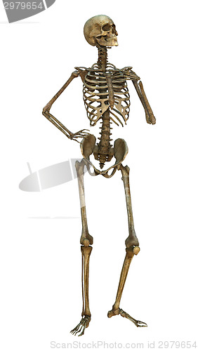 Image of Human Skeleton