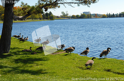 Image of Canada geese on the lake.