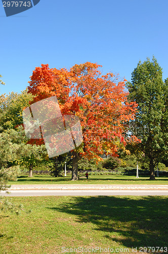 Image of Colorful fall tree.