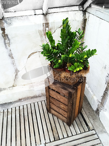 Image of Green plant and old wooden crate 