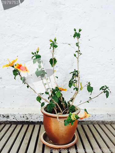 Image of Orange mallow growing in clay pot